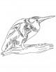 Bittern bird coloring page