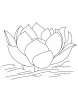 Lotus without leaves coloring page