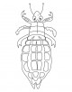 Louse Coloring Page