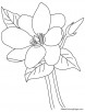 Magnolia flower coloring page