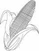 Maize coloring page