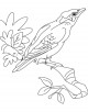 Myna Coloring Page