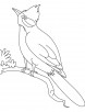 A nightingale bird watching coloring page