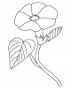 Morning Glory Flower Coloring Page