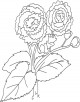 Begonia Flower Coloring Page