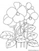 Pansy flowers coloring page