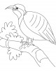 Partridge Coloring Page
