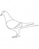 Pigeon Coloring Page