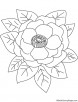 Pink peony coloring page