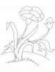 Pink carnation coloring page