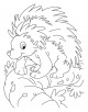 Porcupine Coloring Page
