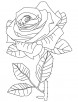 Rainbow rose coloring page