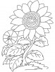 Red sunflower coloring page