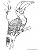 Rhinoceros Hornbill coloring page