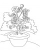 Rose Flower Coloring Page
