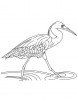 Heron running in water coloring page
