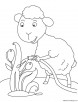 Sheep watering the tulip coloring page