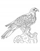 Hawk Bird Coloring Page