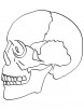 Skull bones coloring pages