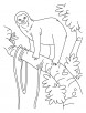 Sloth a slowest animal on Earth coloring pages