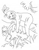 Sloth Coloring Page