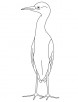 small egret coloring page