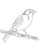Small songbird coloring page