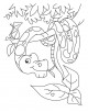 Snake Coloring  Page