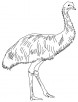 Soft feathered emu coloring page