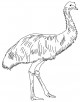 Emu Bird Coloring Page