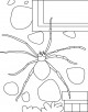 Spider Coloring Page