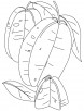 Two starfruit with half coloring pages