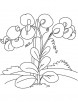 Sweet pea flowers coloring page