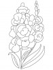Sword lily coloring page