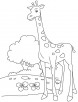Tall giraffe calf coloring page