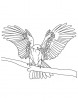 Thin tapered wings falcon coloring page