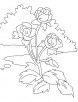 Three beautiful roses coloring page