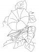 Trumpet shaped flower coloring page