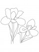 Two Iris flower coloring page