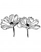 Cosmos Flower Coloring Page