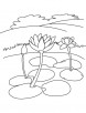Water lily flowers coloring page
