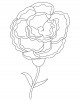 Carnation Coloring Page