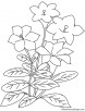 White lilies coloring page
