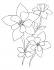 Wild columbine flower coloring page