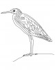 Heron Bird Coloring Page