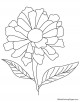 Zinnia Coloring Page