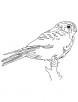 Young kestrel bird coloring page