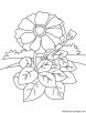 Zinnia with so many leaves coloring page