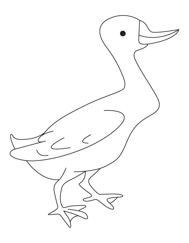 mallard duck coloring pages - photo #16