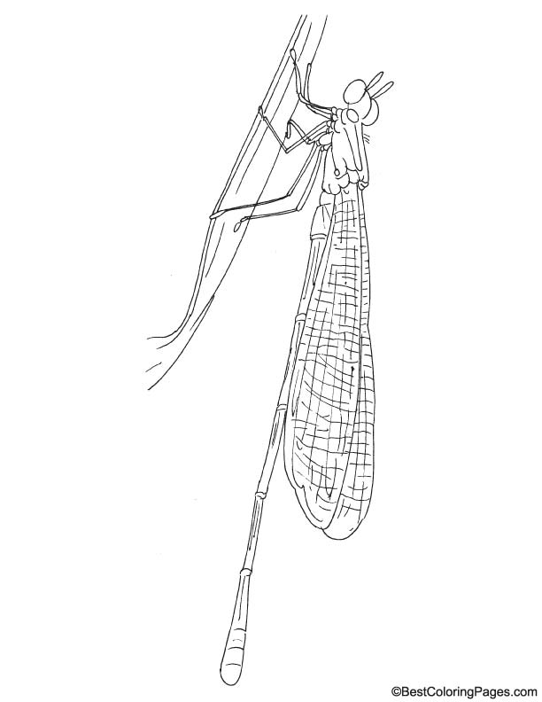 Dragonfly insect coloring page